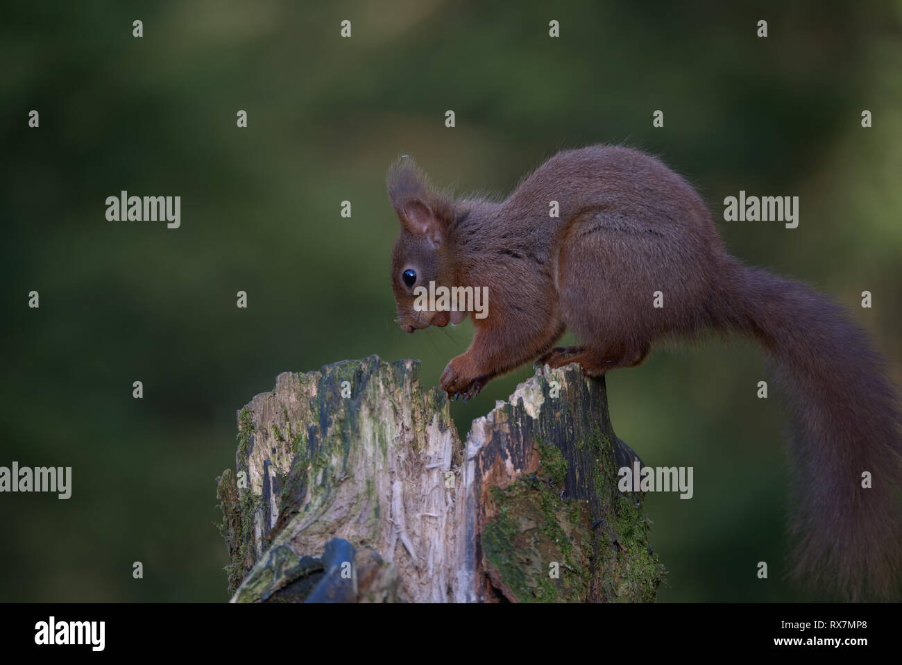 Scoiattolo rosso,Sciurus vulgaris Foto Stock