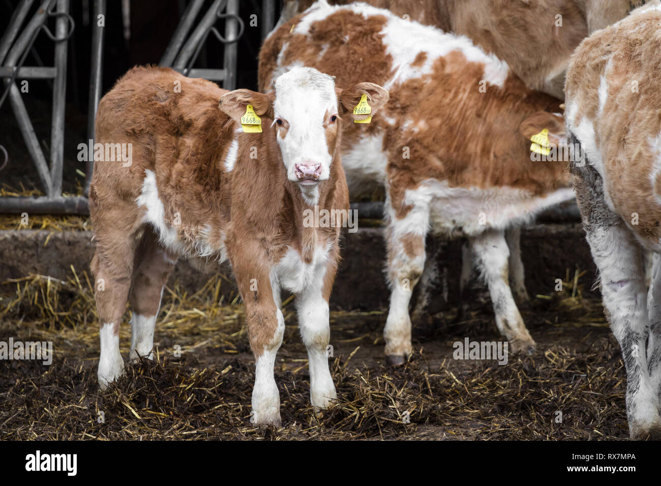 Free range bovini di vitello nella vacca nutrice della zootecnia Foto Stock