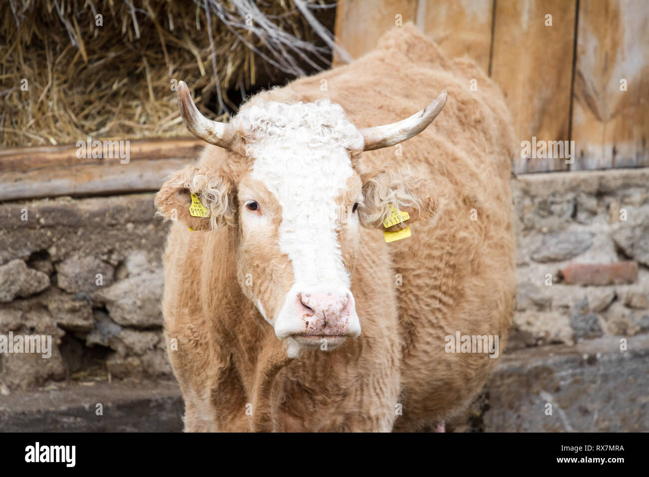 Free range bovini nella vacca nutrice della zootecnia Foto Stock