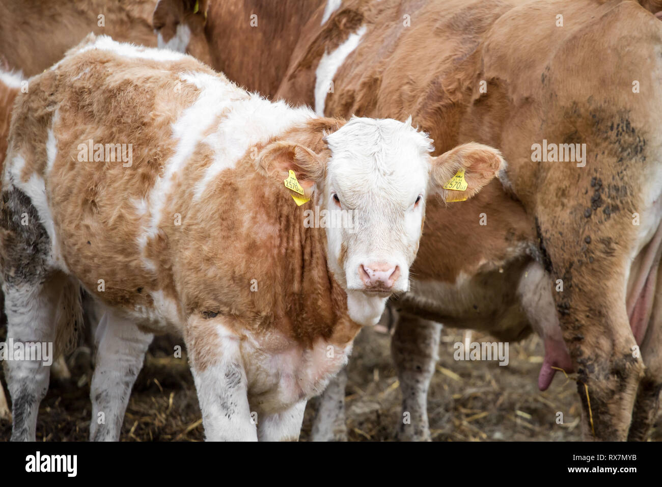 Free range bovini di vitello nella vacca nutrice della zootecnia Foto Stock