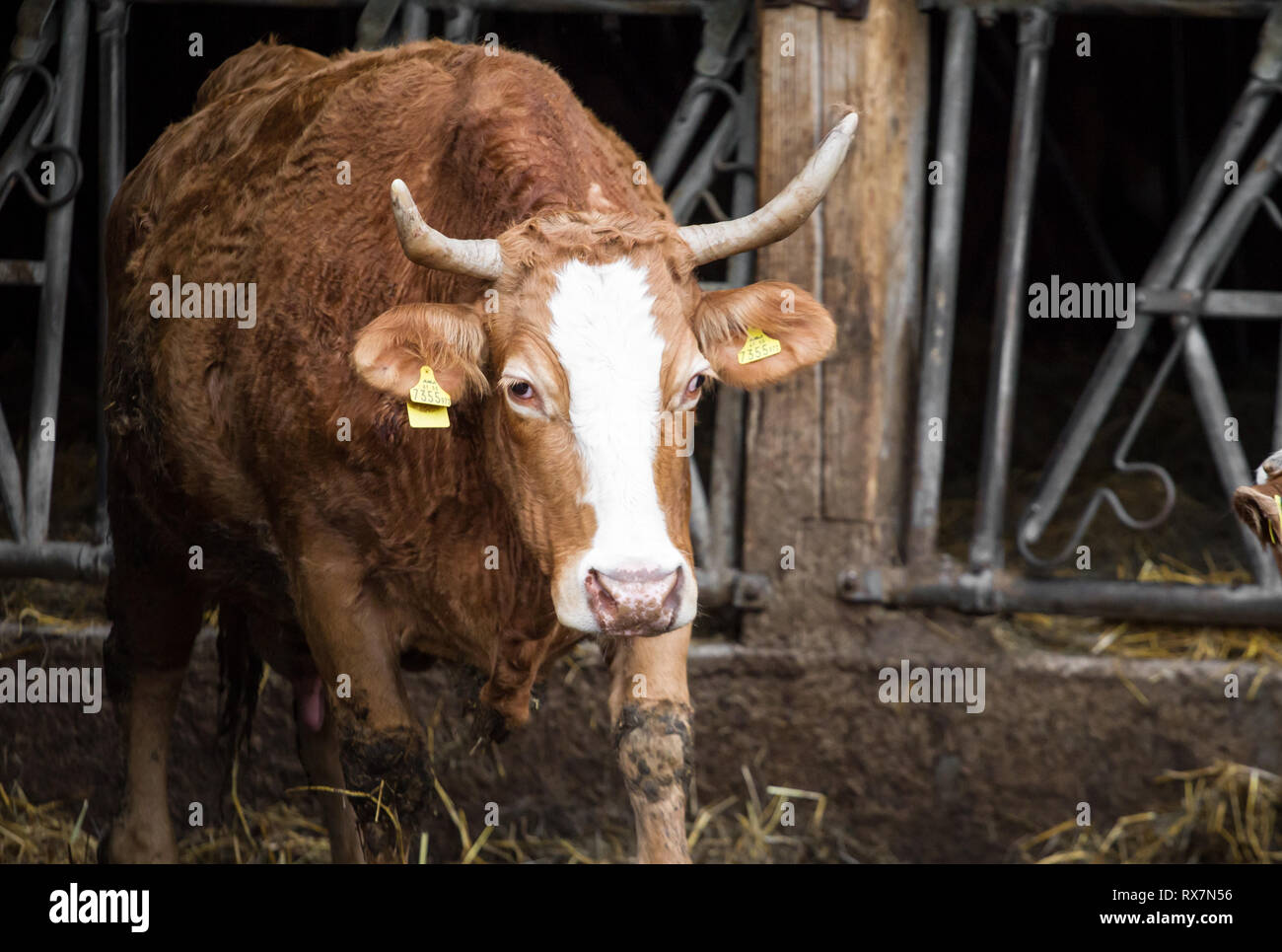 Free range bovini nella vacca nutrice della zootecnia Foto Stock