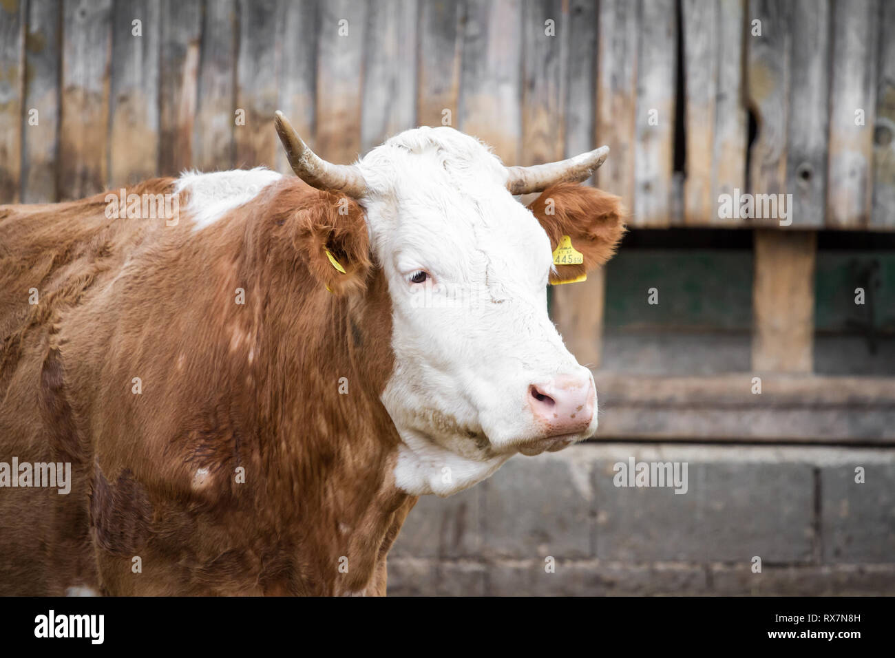 Free range bovini nella vacca nutrice della zootecnia Foto Stock