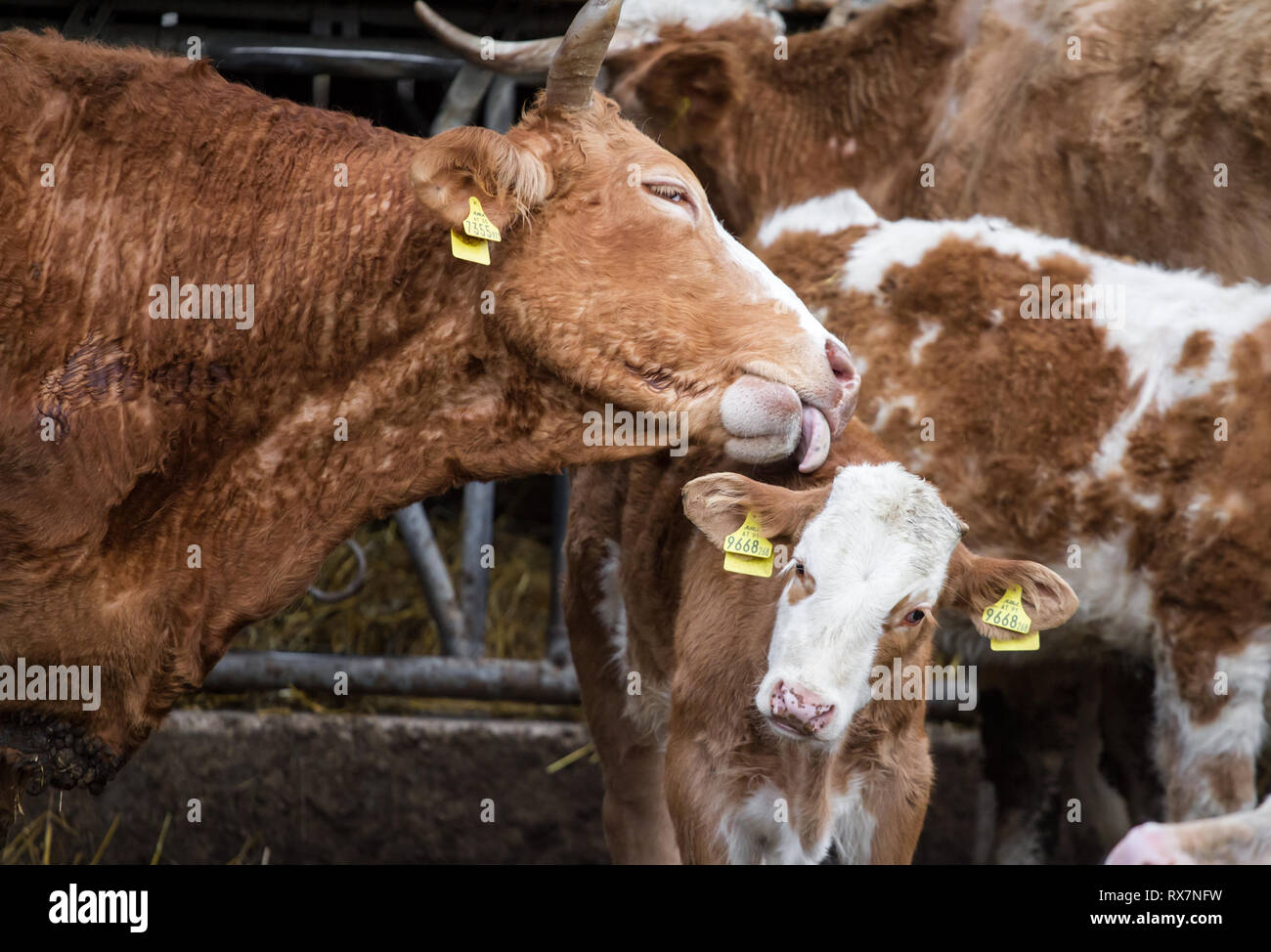 Free range madre vacca e vitello nella vacca nutrice della zootecnia Foto Stock