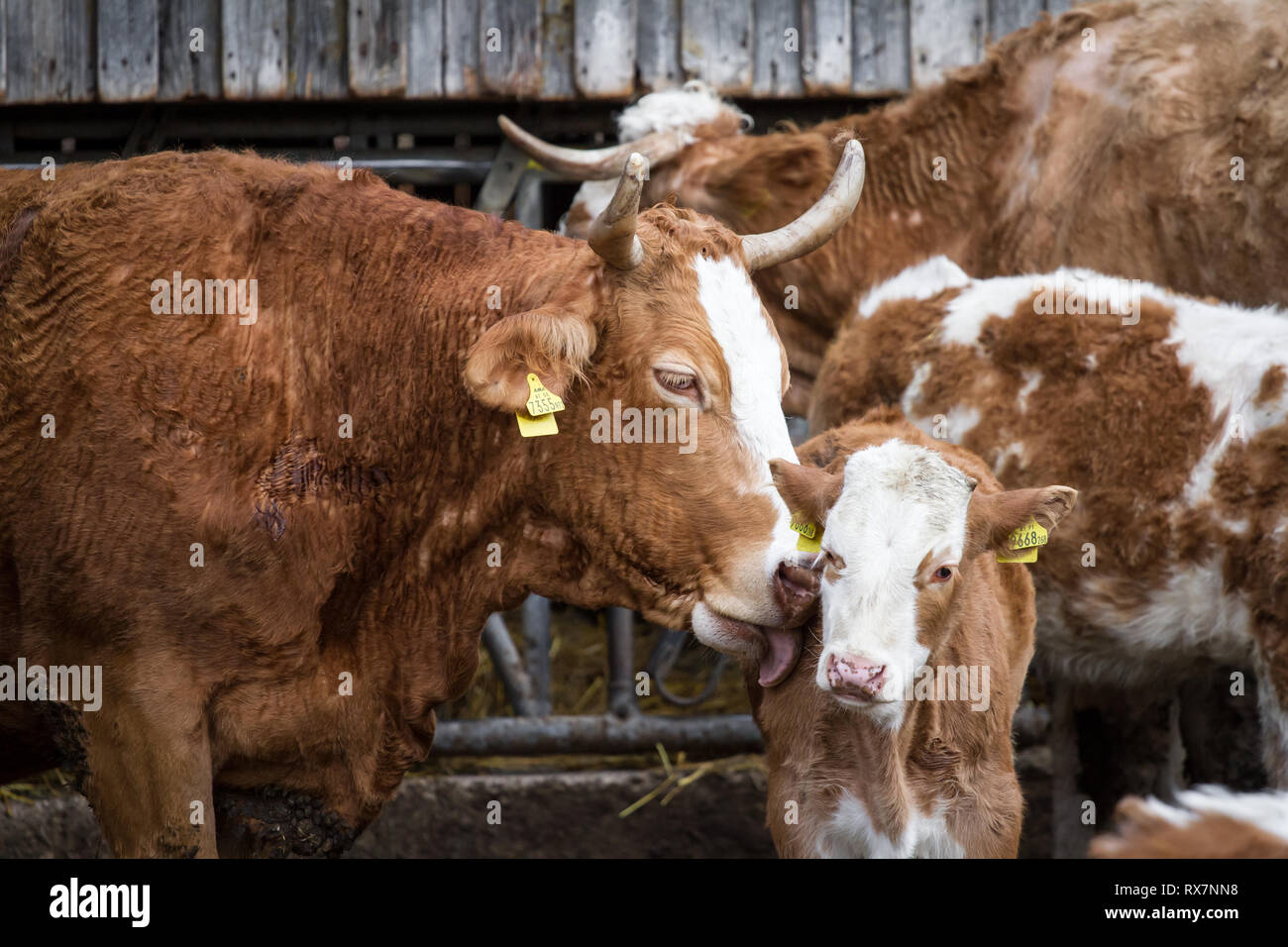 Free range madre vacca e vitello nella vacca nutrice della zootecnia Foto Stock