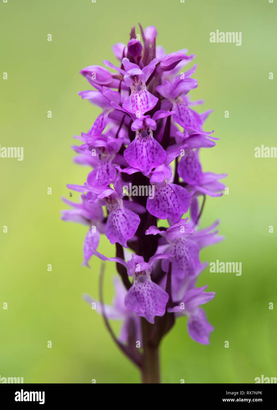 Avvistato comune, orchidea Dactylorhiza fuchsii, Monkton Riserva Naturale, Kent, Regno Unito Foto Stock