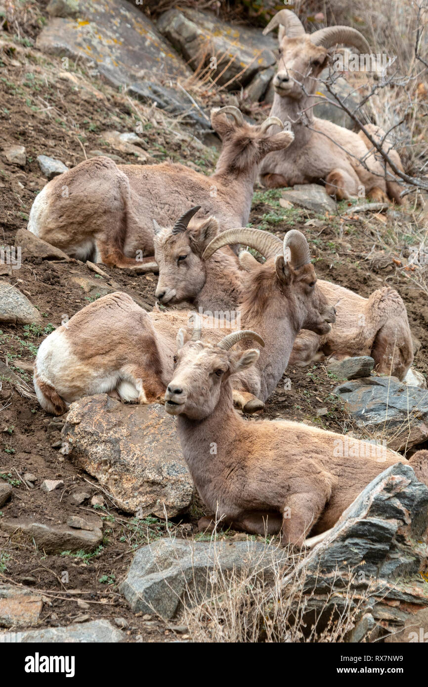 Bighorn lungo il fiume Platte nel Canyon di Waterton Colorado su un bel mattino invernale Foto Stock