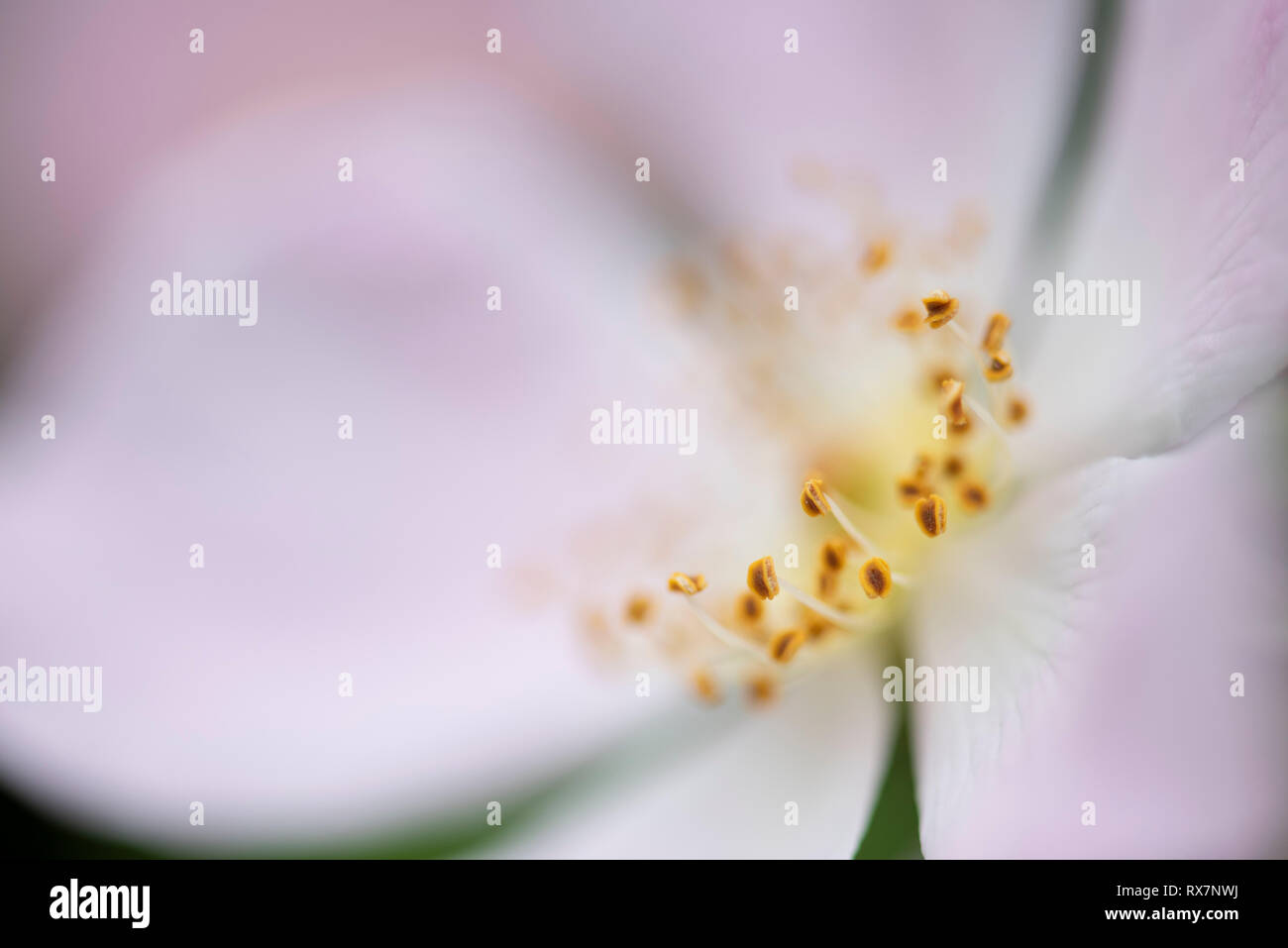 La rosa canina fiore, close up macro mostra antera che rende il polline, Monkton Riserva Naturale, Kent REGNO UNITO Foto Stock