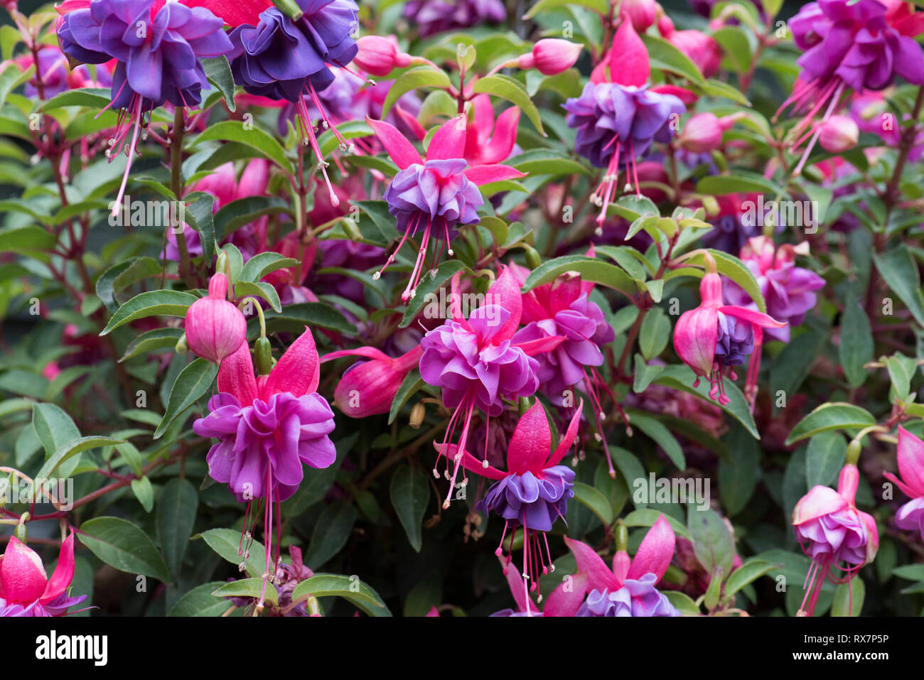 Fiore Fucsia, Red color porpora, giardino, Kent REGNO UNITO Foto Stock