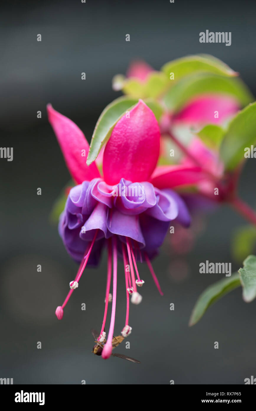 Fiore Fucsia, Red color porpora, giardino, Kent REGNO UNITO Foto Stock