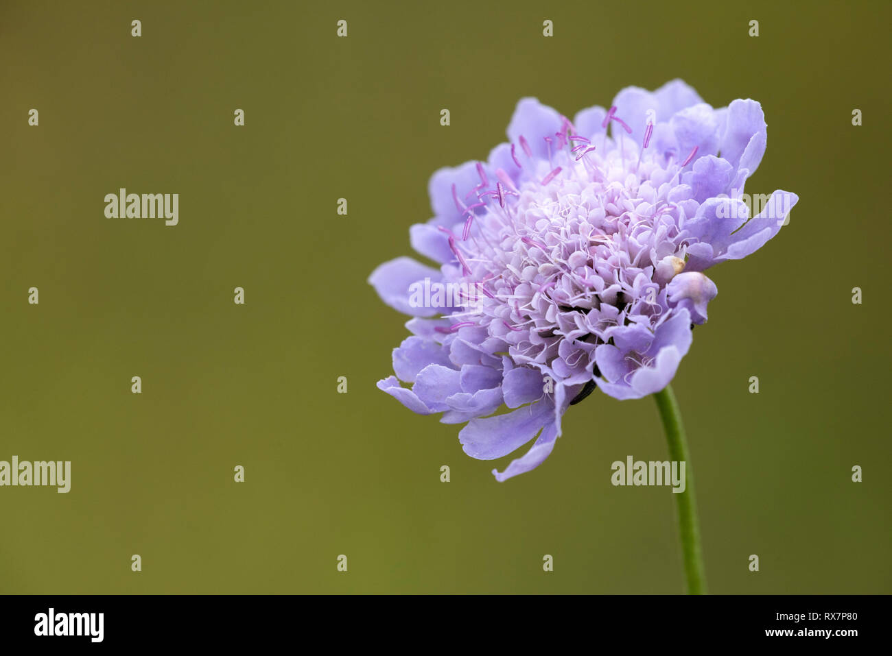 Devil's Bt Scabious Fiore, Succisa pratensis,Tempio Ewell Riserva Naturale, Kent Wildlife Trust, REGNO UNITO Foto Stock