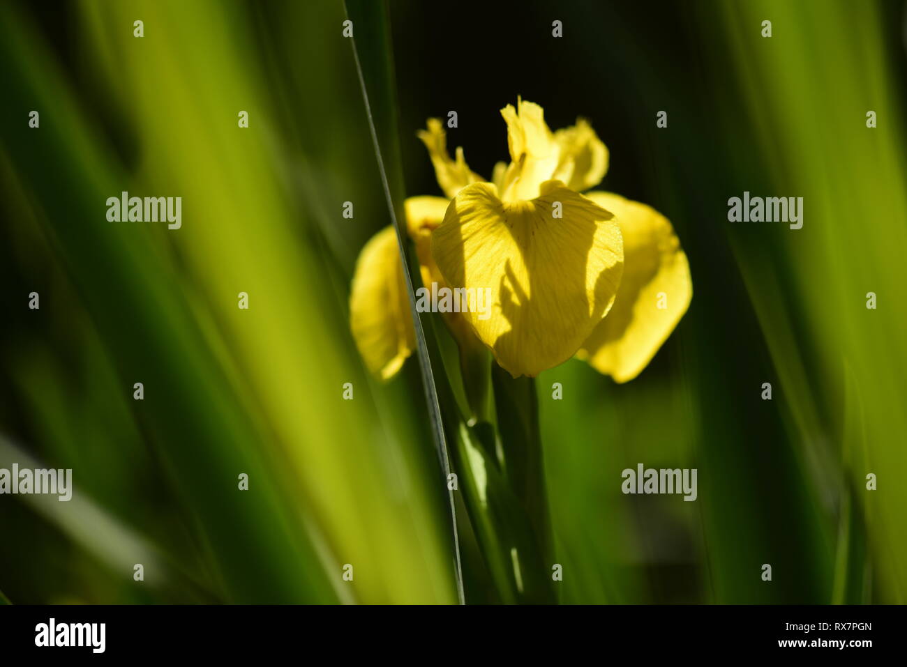 Bandiera gialla Iris, del laghetto in giardino, Kent REGNO UNITO Foto Stock