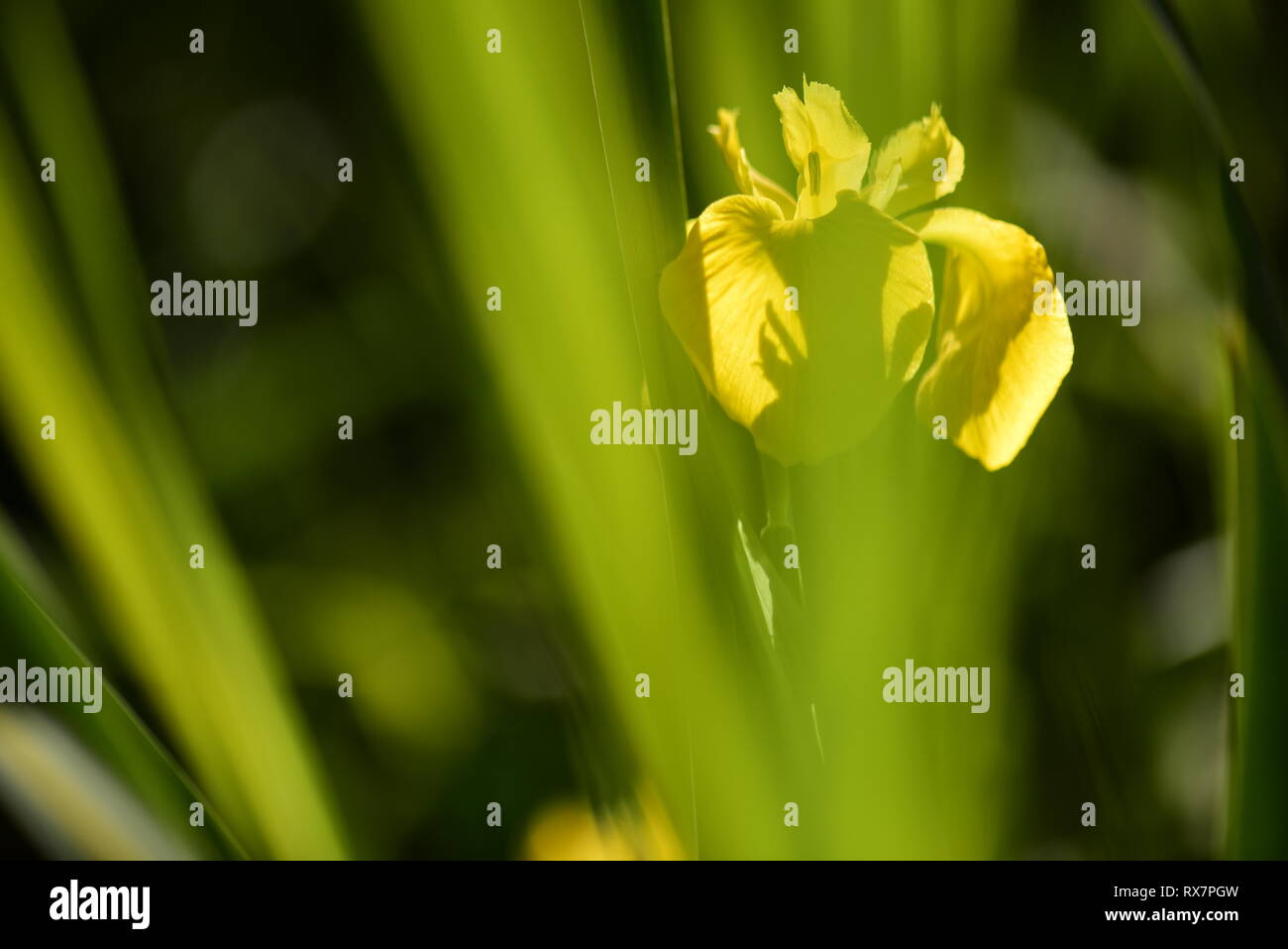 Bandiera gialla Iris, del laghetto in giardino, Kent REGNO UNITO Foto Stock