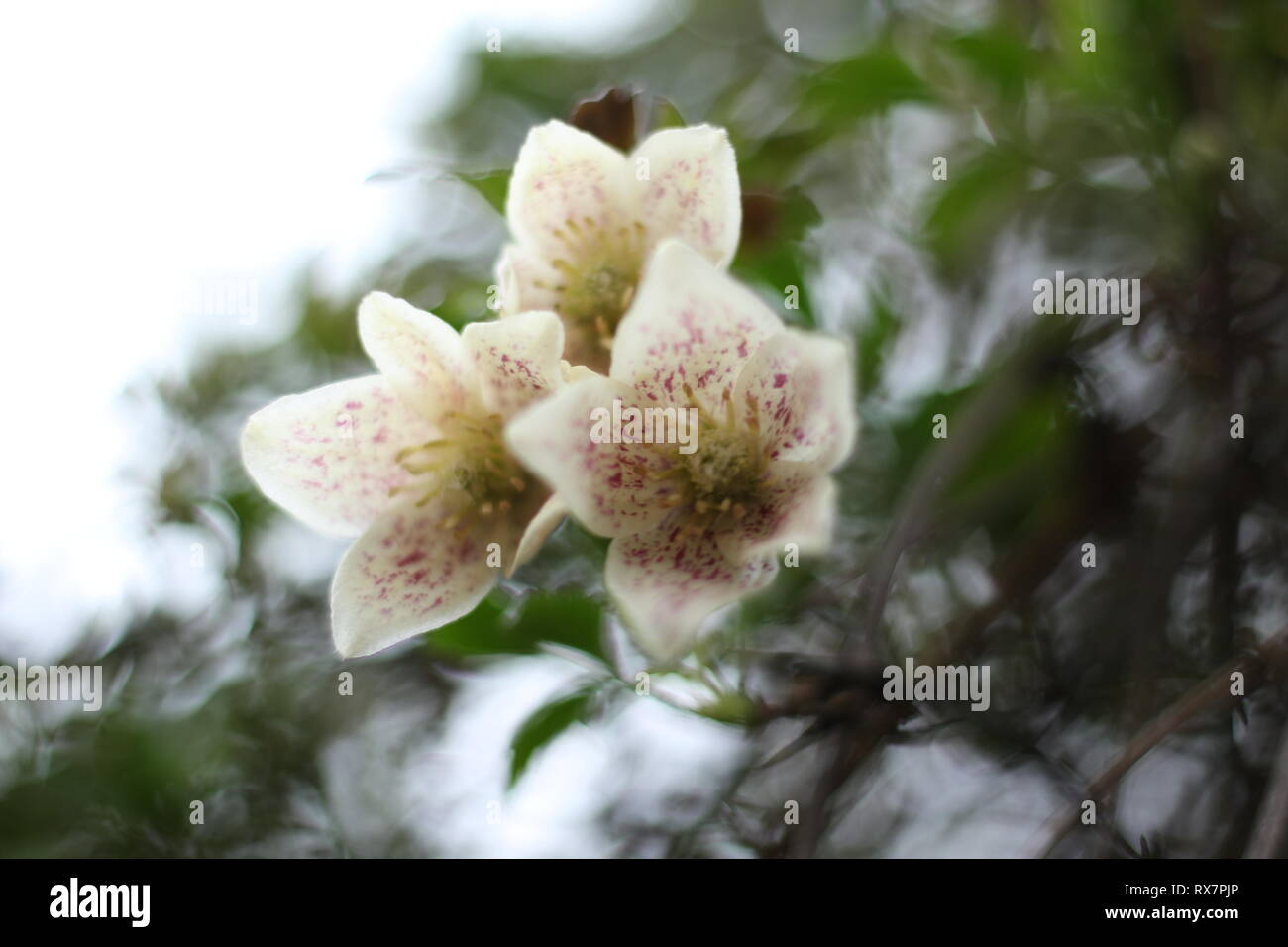 Fioritura invernale clematis cirrhosa Foto Stock