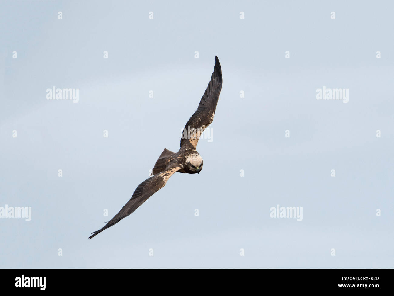 Falco di palude Circus aeruginosus, in volo, Elmely Riserva Naturale, Kent REGNO UNITO Foto Stock