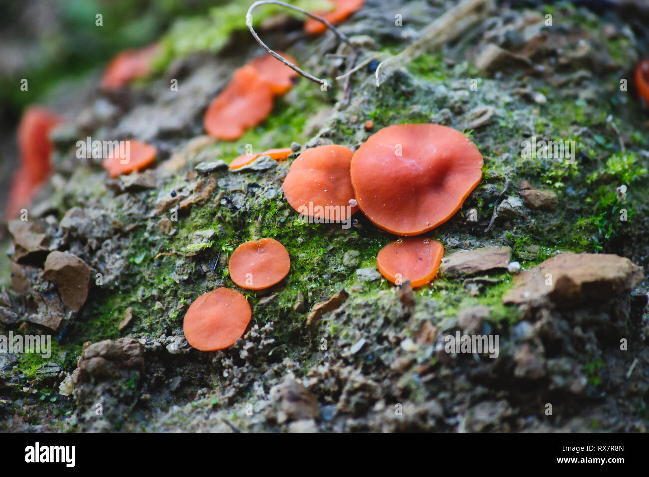 Buccia di arancia fungo (Aleuria aurantia) crescente sul muschio sulle rocce in una foresta Foto Stock