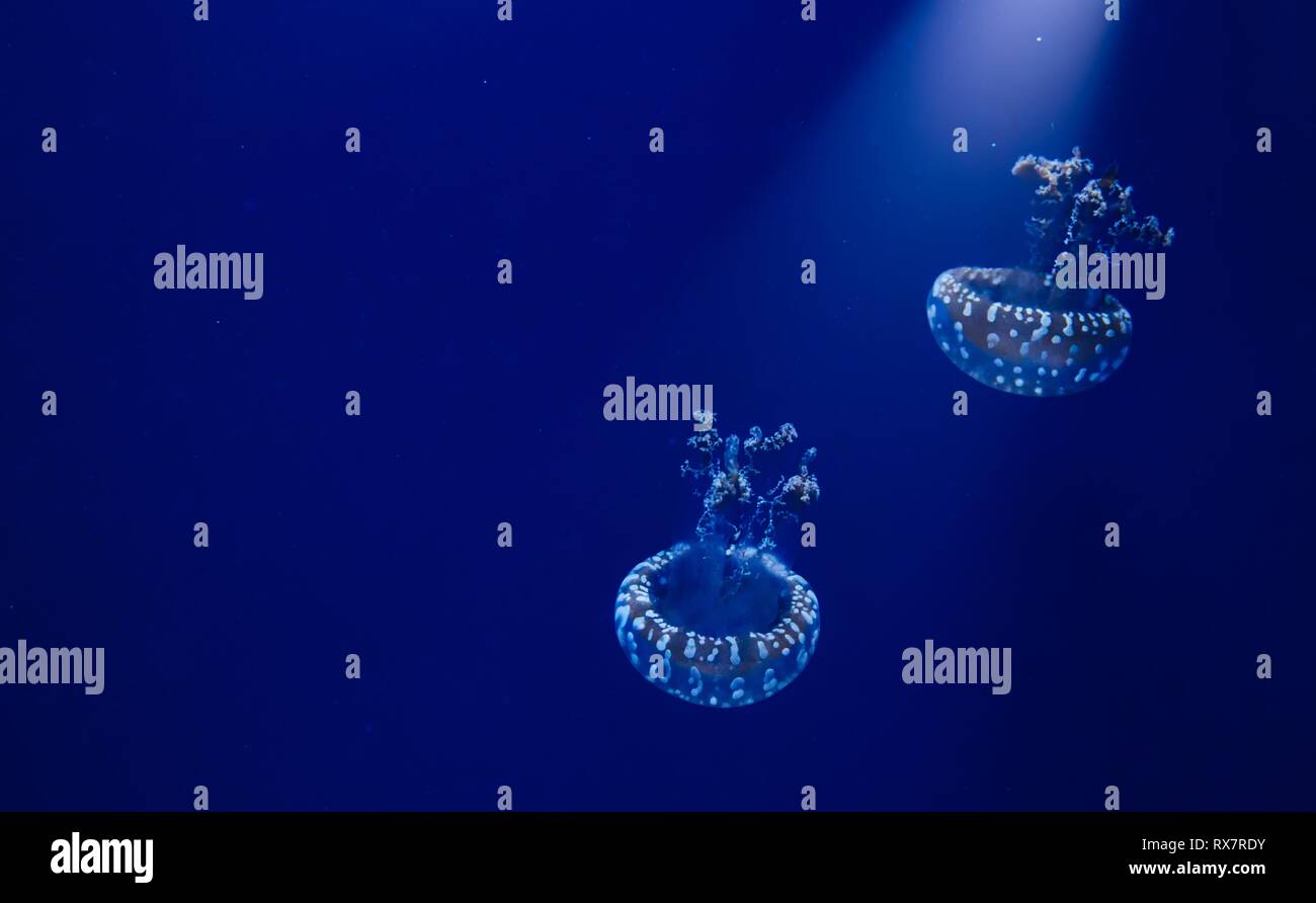 Una coppia di bianco macchiato meduse galleggianti in acqua blu con un faretto luminoso verso il basso a partire da sopra Foto Stock