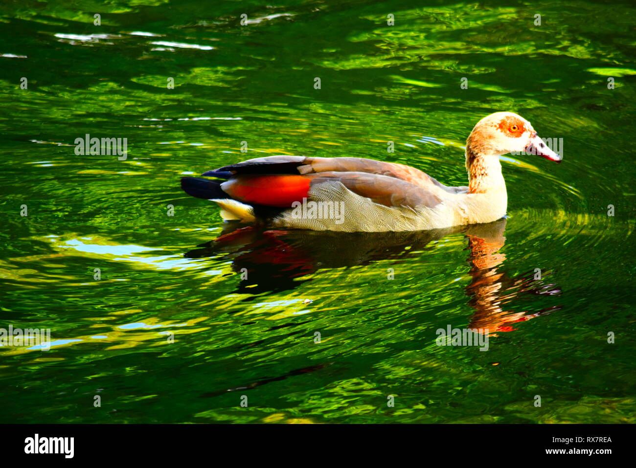 Amsterdam - oca sul lago con riflessione verde Foto Stock