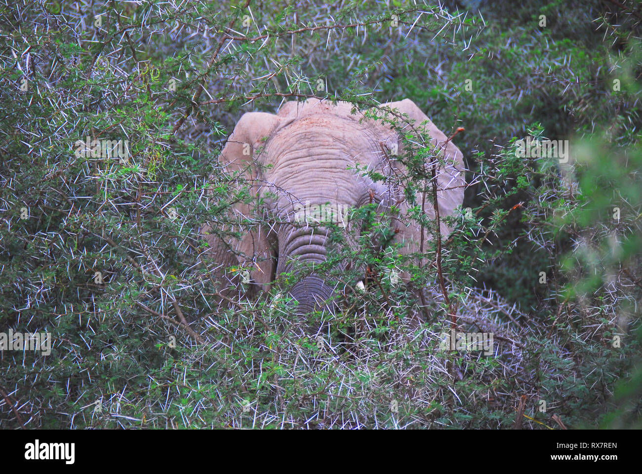 South African Safari di emozioni. Troppo da vicino di un arrabbiato bull Elephant in carica musth attraverso una grande thorn tree. Si prega di notare che vi è un po' di movimento b Foto Stock