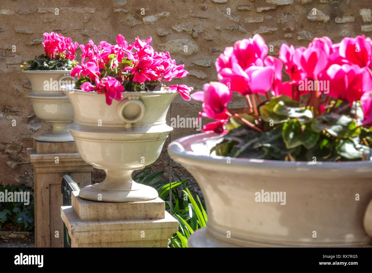 Valencia, Jardin de Monforte Garden, Spain City Garden Park i ciclamini fioriscono in primavera Garden Flowers Foto Stock