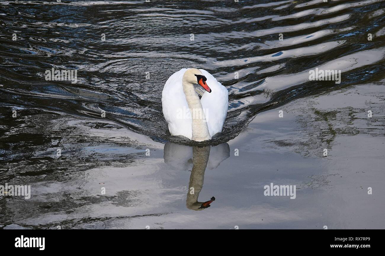 Cigno, Fiume Fowey, 050416 Foto Stock