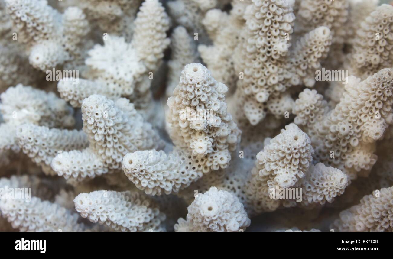 Close up white Coral reef Foto Stock