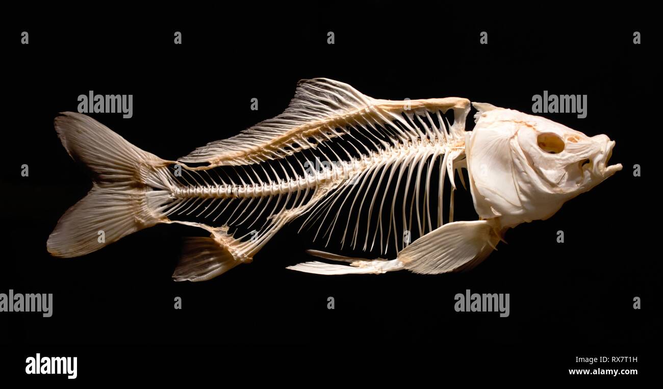 Lo scheletro di una carpa pesce isolata contro uno sfondo nero come parte di un museo Foto Stock