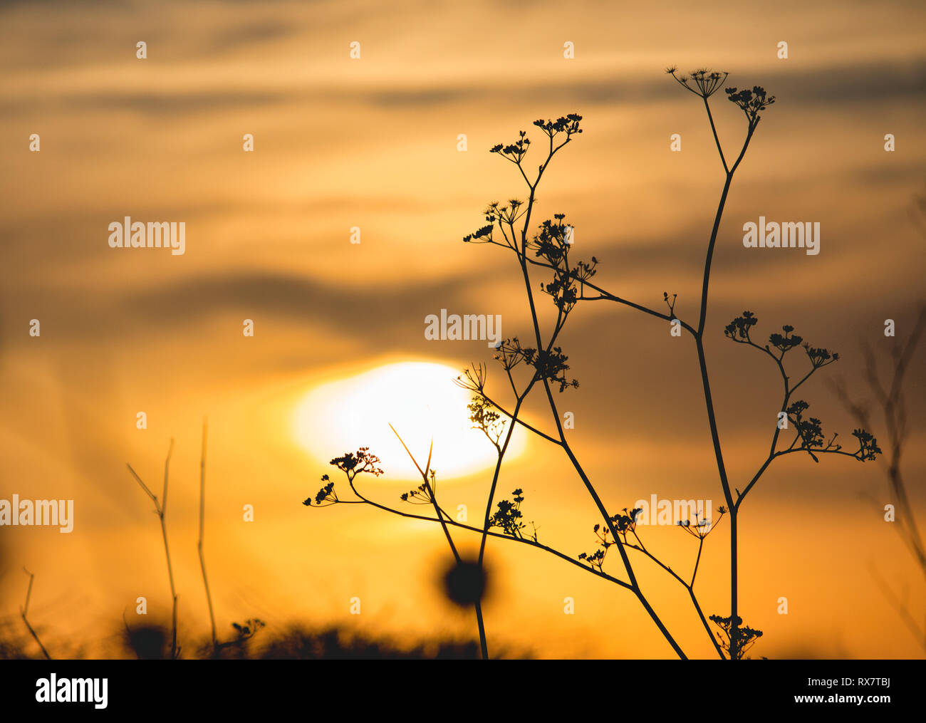 Pianta seccata con fiori stagliano contro il sole al tramonto in un cielo d'oro Foto Stock