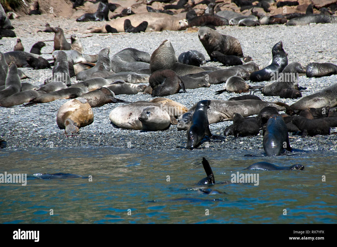 Elsehul Bay Isola Georgia del Sud, elefante e le foche sulla spiaggia dall'acqua Foto Stock