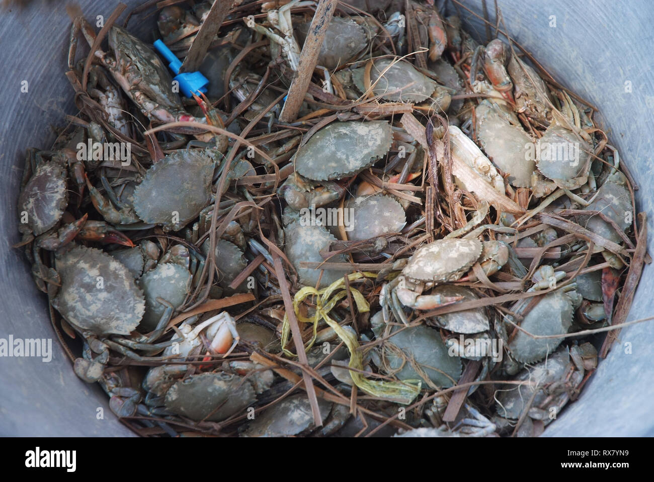 Il granchio nella benna Foto Stock