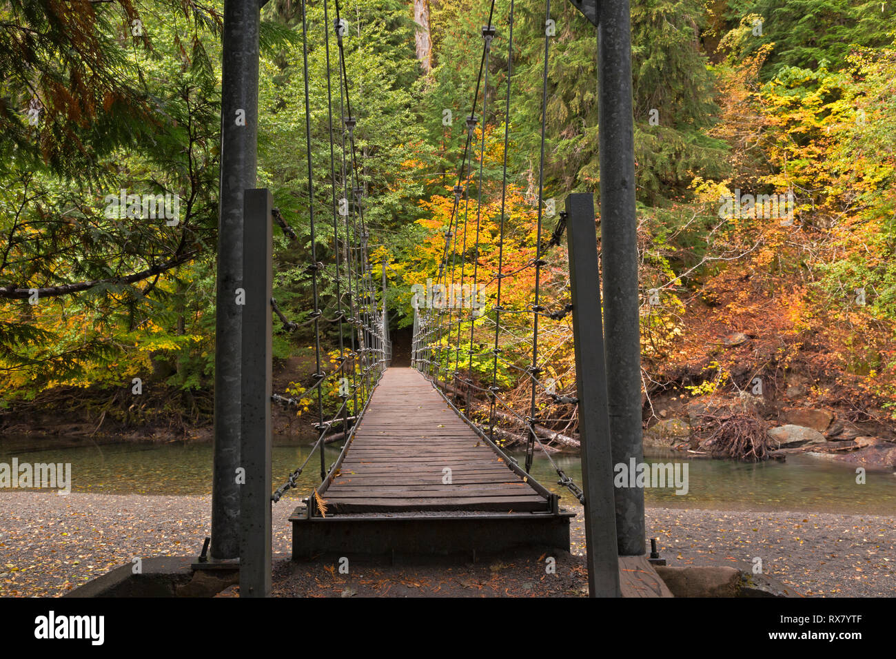 WA15922-00...WASHINGTON - sospensione ponte che attraversa il fiume Ohanapechosh utilizzato per raggiungere il boschetto di Patriarchi in Mount Rainier National Park. Foto Stock