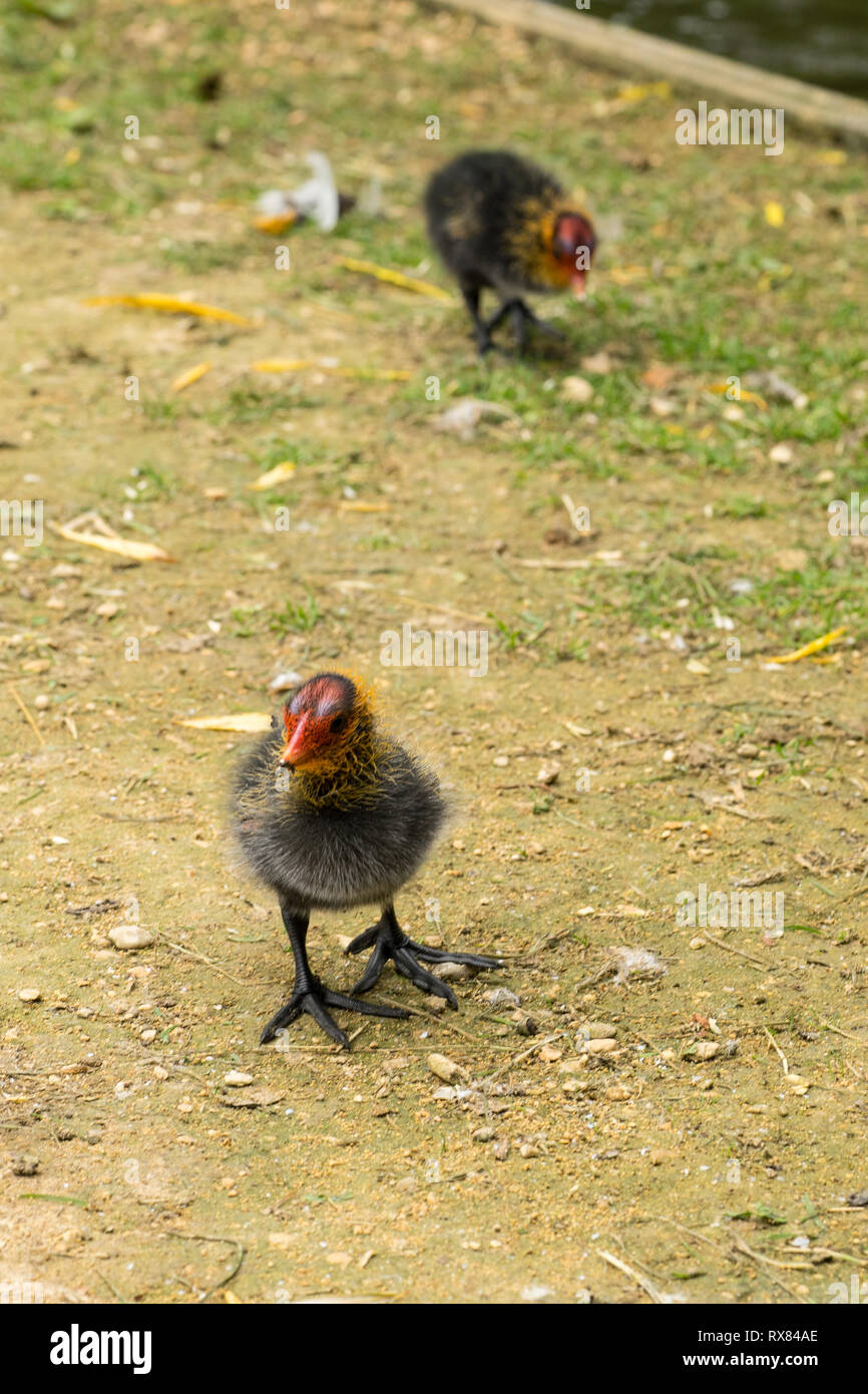 Due acqua eurasiatica coot pulcini fouraging vicino ad un ruscello Foto Stock