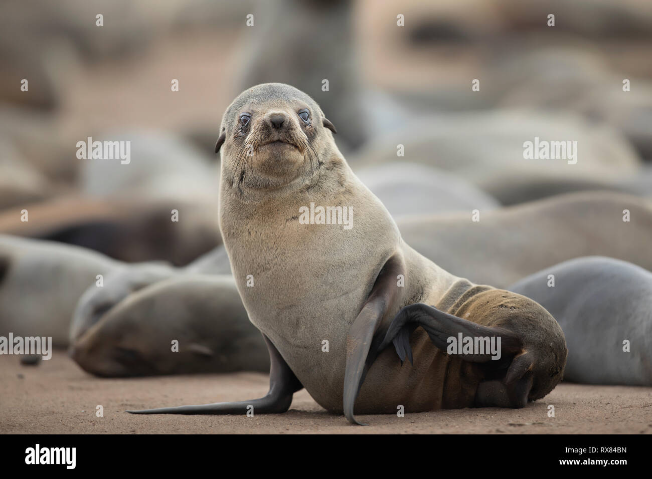 Un ritratto di un capo pelliccia sigillo sul cape cross point, Skeleton Coast, Namibia. Foto Stock