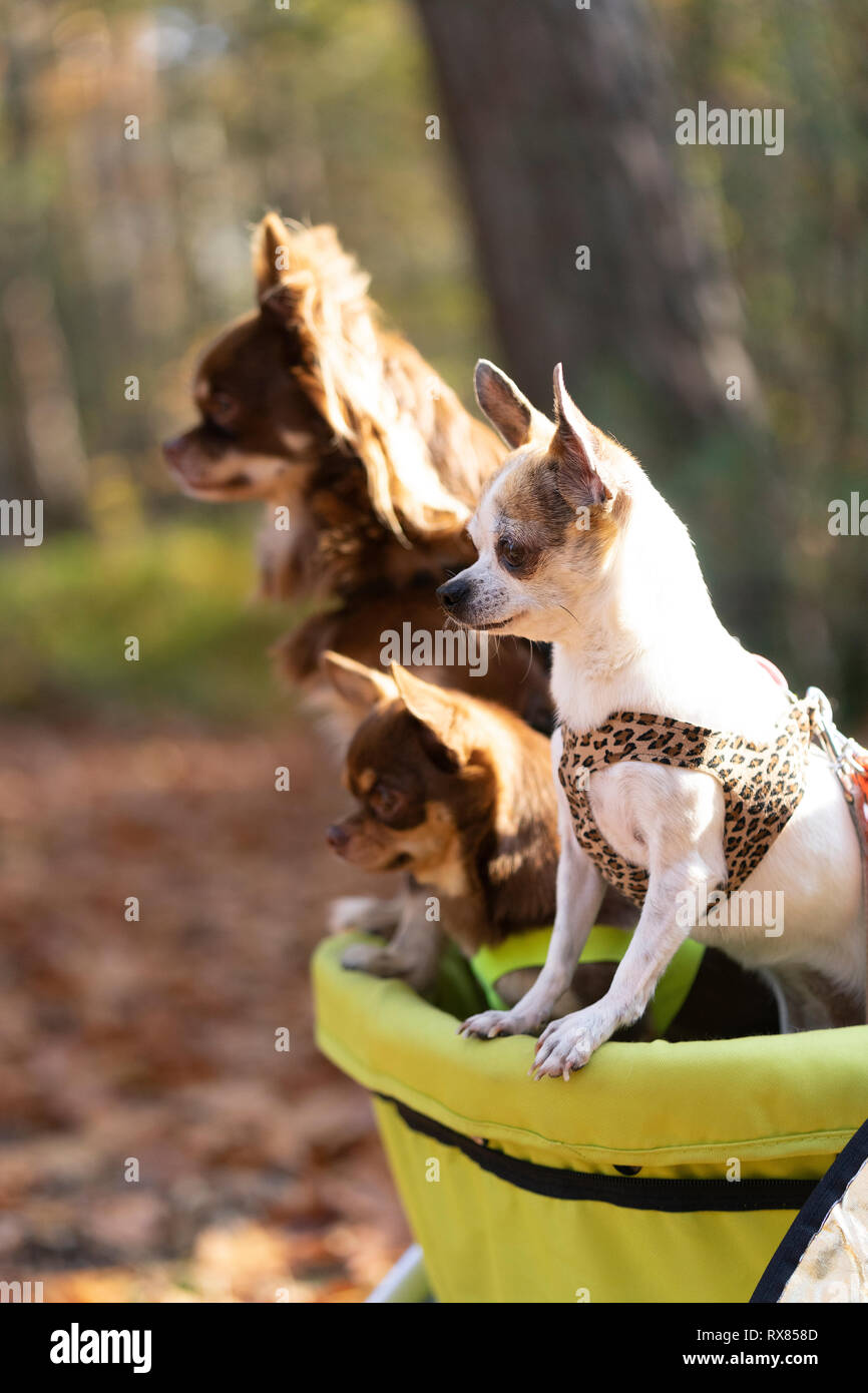 Chihuahua cani seduta in un passeggino in una foresta di autunno lane Foto Stock
