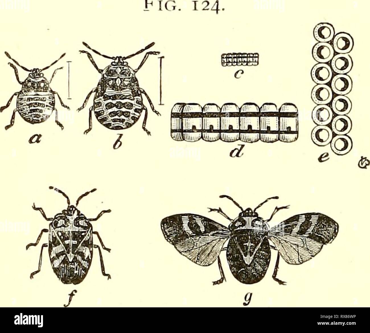 Entomologia economica per l'agricoltore Foto Stock