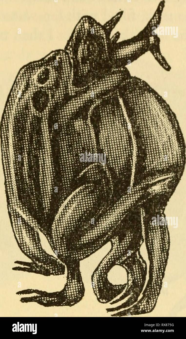 L'ecologia e la vita la storia di ecologia e la vita la storia della rana comune (Rana temporaria temporaria) ecologylifehisto00sava Anno: 1962 il comportamento riproduttivo della rana 167 ma ha thcni sulle suole dei suoi piedi come bene. Queste sono ovviamente del tutto inutile per trattenere la femmina, ma sono il posto giusto per pro- viding un appiglio di attrito su un altro maschio, come ho appena descritto. In la levatrice Toad, Alytcs ohstctricans, non ci sono piazzole nuziale. Fatio (1872) attribuito tliis al breve tempo di amplexus e molto di Fig. 42. Una lotta contro il maschio in possesso è sulla sinistra. Il Foto Stock