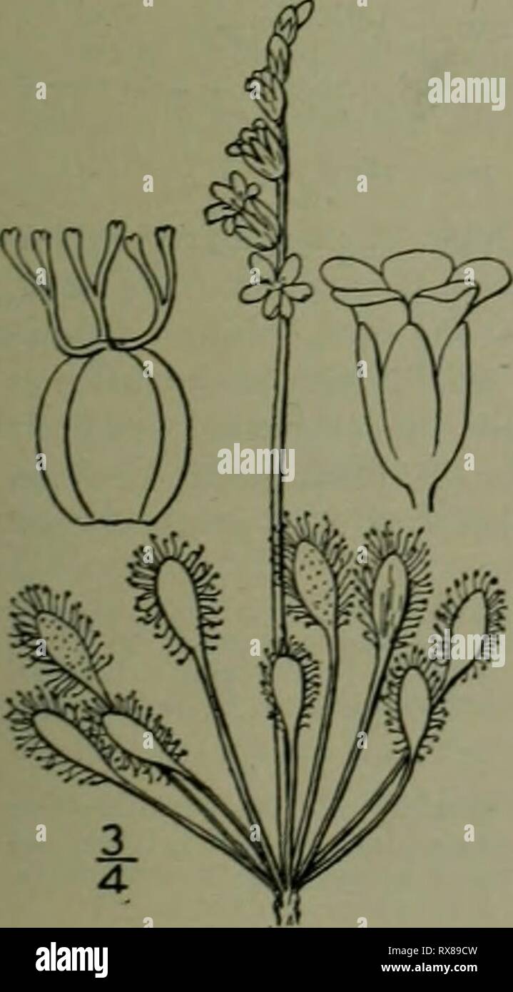 Un illustrata della flora di una flora illustrata del nord degli Stati Uniti, il Canada e la British possedimenti : da Terranova al parallelo tra il confine meridionale della Virginia e dall'Oceano Atlantico verso ovest per il 102º meridiano ed2illustratedflo02brit Anno: 1913 2. Drosera intermedia Hayne. Spatulate-lasciava Sundew. Fig. 2126. Drosera intermedia Hayne in Schrad. Journ. Bot. 1800: Parte i. 37. Drosera longifolia Michx, Fl. Bor. Am. I: 186. 1803. Non L. Drosera americana Willd. Enum. 340. 1809. Drosera intermedia var. Americana DC. Prodr. i : 318. 524. Rizoma allungato (2'-4 Foto Stock