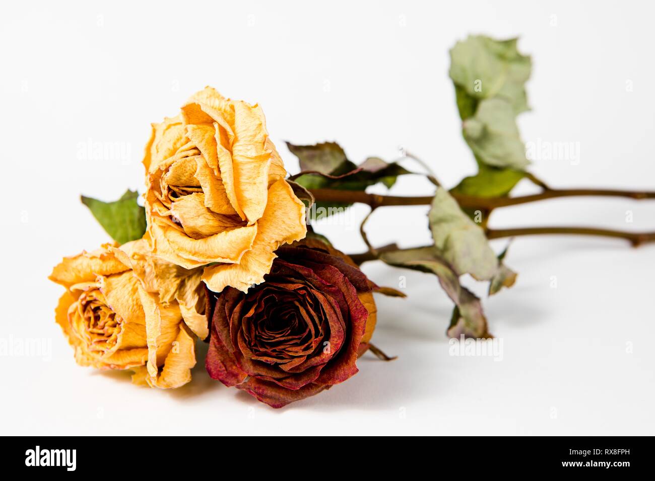 Dieci anni di rose - secco sbiadito ma ancora regine di tutti flora. Foto Stock