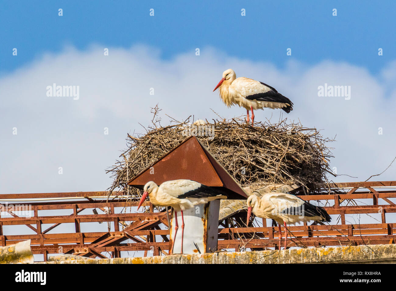 Cicogna bianca in Silves, Portogallo nidificazione di fine inverno Foto Stock