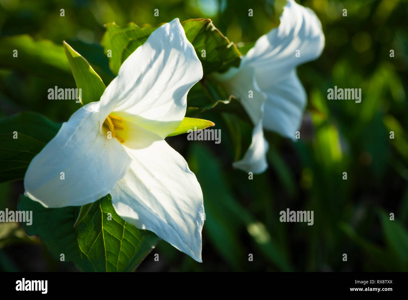 White Trilliums (Trillium grandiflorum) fino in prossimità, Ontario provinciale del fiore in legno duro bush, nr Orangeville, Ontario, Canada Foto Stock
