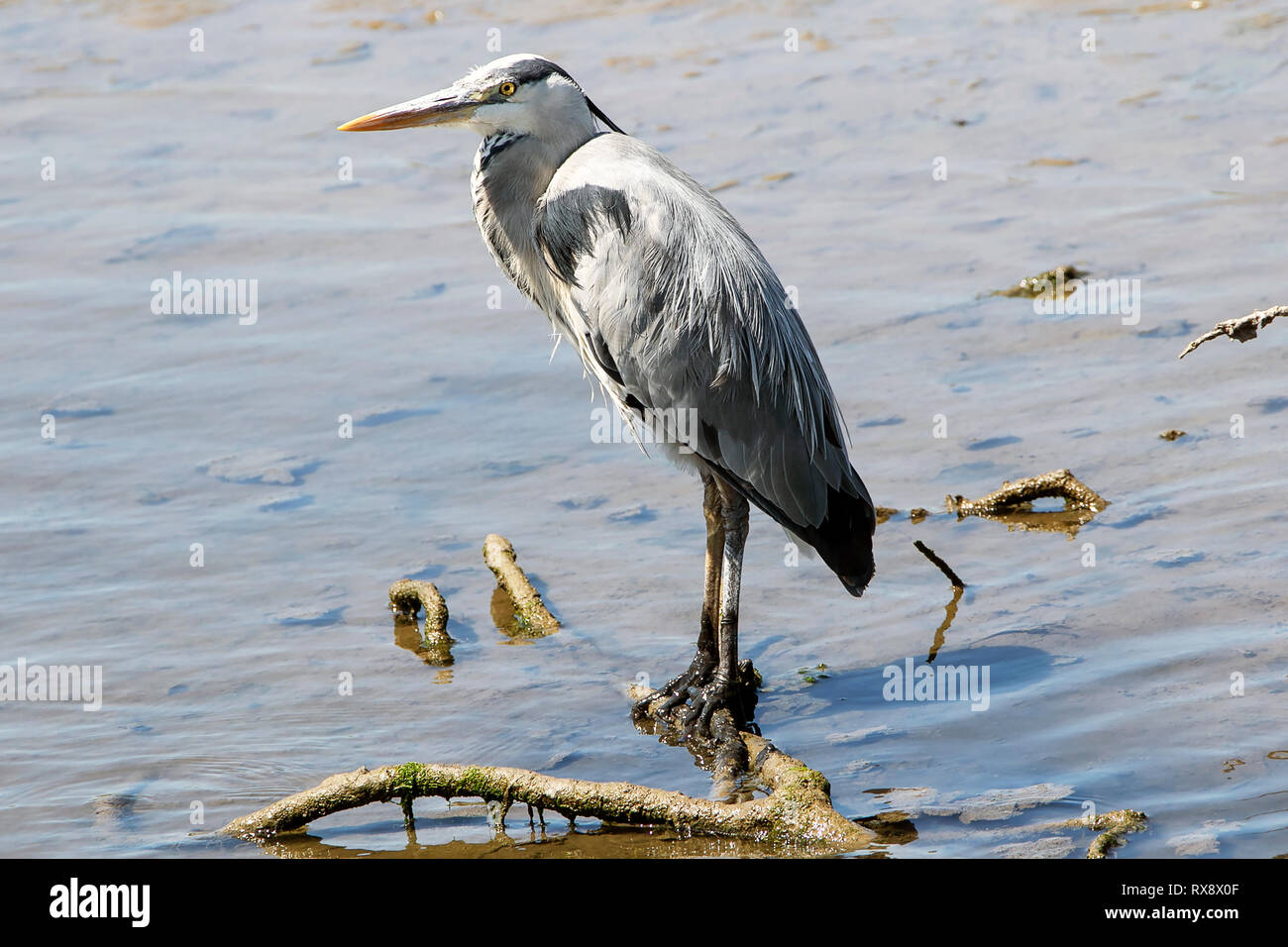 Heron Rosscarbery West Cork Foto Stock