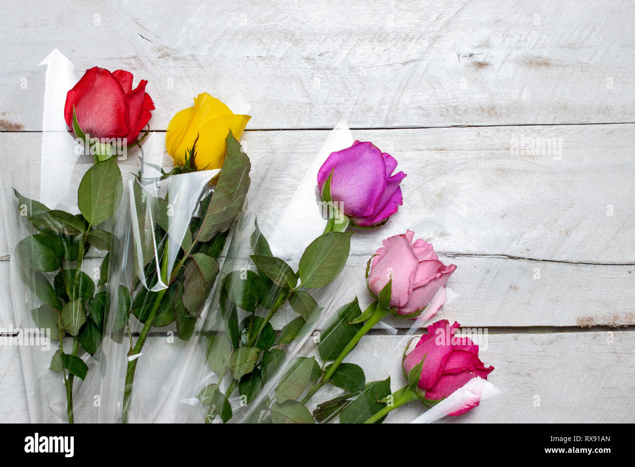 Bello e colorato di rose isolato Foto Stock
