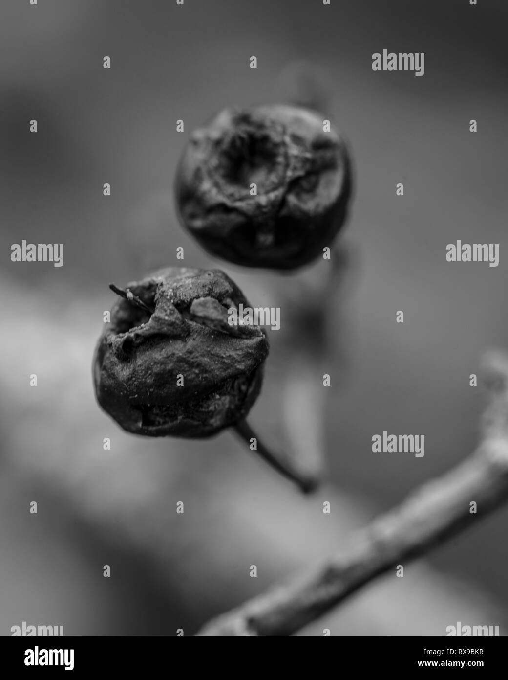 In bianco e nero di ripresa macro di due frutti di bosco Foto Stock