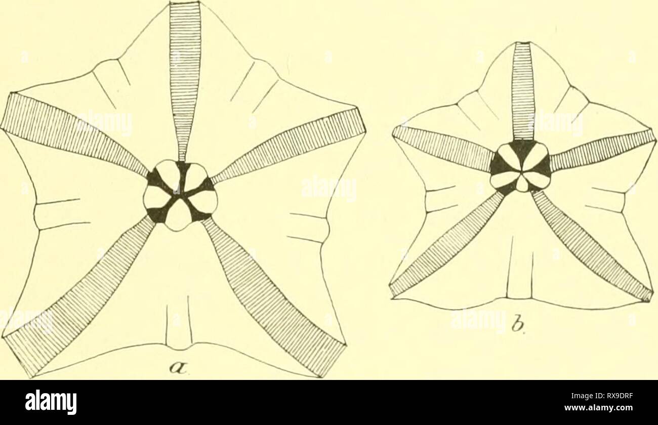 Echinoidea (1903) Echinoidea echinoidea00mort Anno: 1903 ECHINOIDEA. II. 35 i petali sono considerabh' più breve e meno sviluppati che in piisi/liis. Il mimber di pori essendo quasi il doppio di quest'ultima specie, quando si mettono a confronto; esemplari di dimensioni corrispondenti delle due specie, come è facilmente osservabile dalla tabella riportata e da un confronto delle figure 5 e 31. PI. XII. I pori sono soniewhat minore in p/tsil/iis (quelli di tlie serie interna più piccoli di quelli della serie esterna), con nessun distinti protnberance vetroso tra i pori di ciascuna coppia; le coppie sono anche più obliqui e Foto Stock