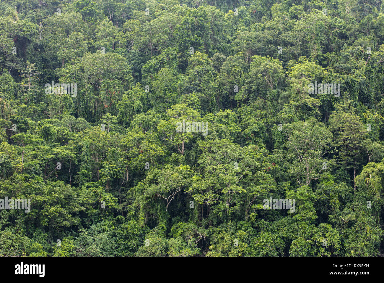 La lussureggiante foresta pluviale cresce sull isola di nuovo la Gran Bretagna in Papua Nuova Guinea mostra. Questa remota zona tropicale è nota per la sua alta biodiversità. Foto Stock