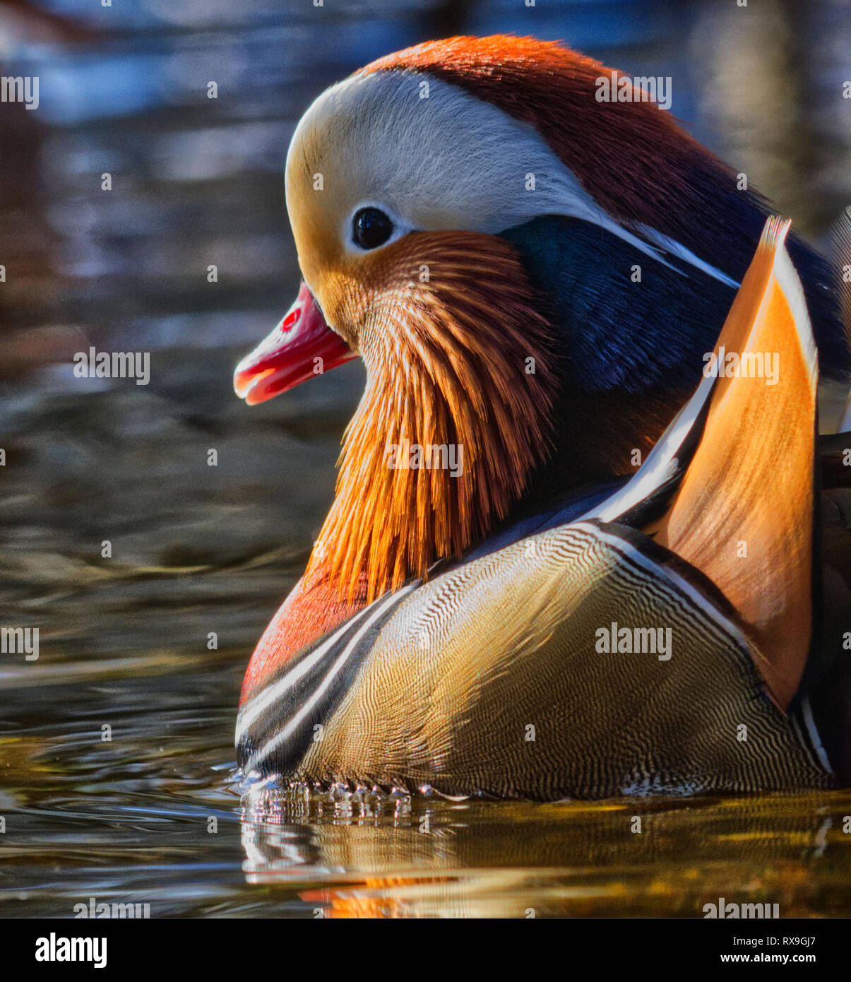 Anatra Mandarina Foto Stock