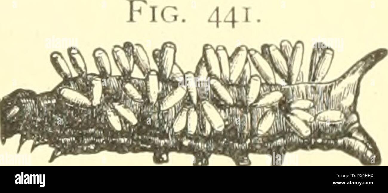 Entomologia economica per l'imprenditore di entomologia economica per gli agricoltori e i coltivatori di frutta e per uso come un libro di testo nelle scuole agrarie e collegi; economicentomolo00smit Anno: 1906 mondo degli insetti. 383 che infestano gli afidi. Se in qualsiasi momento durante l'estate, una foglia mal infestati con impianto-lice essere esaminato, ci sarà di solito si trovano a pochi esemplari che sembrano anormalmente gonfio e livido di colore grigio anziché verde o giallo. Tali esemplari sono parasitized, e se essi essere rimosso in un recipiente chiuso, vi sarà trovato in essa, nel giro di pochi giorni, minuto nerastro o brown wasp-come cr Foto Stock