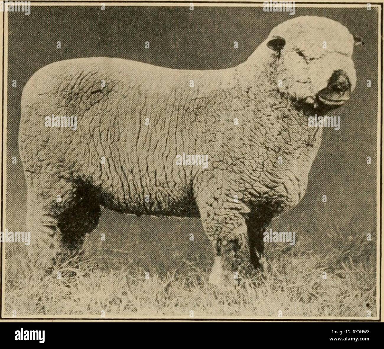 Agricoltura efficace; un libro di testo per una efficace attività agricole; un libro di testo per le scuole americane effectivefarming00samp Anno: 1919 pecore 395 Fig. 170. - Shropshire ram. Gli animali sono intermedi tra il Southdown e il bue- Ford. I Rams solitamente pesano circa due cento venti-cinque libbre e le pecore da cento cinquanta e cento sessanta libbre. In peso e lunghezza del vello di Shropshire si classifica tra i migliori del Medio- razze di lana e la lana è uniformemente distrib- contribuito al di sopra del corpo, spesso che si estende verso il basso per gli unghioni. Hampshire. - La razza notare specialmente per la rapida e precoce gro Foto Stock