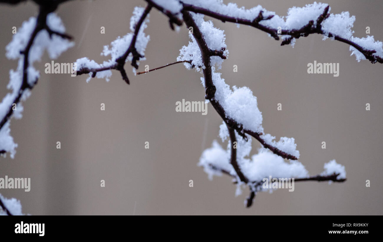 Il simbolo del fiocco di neve sull'albero in inverno Foto Stock