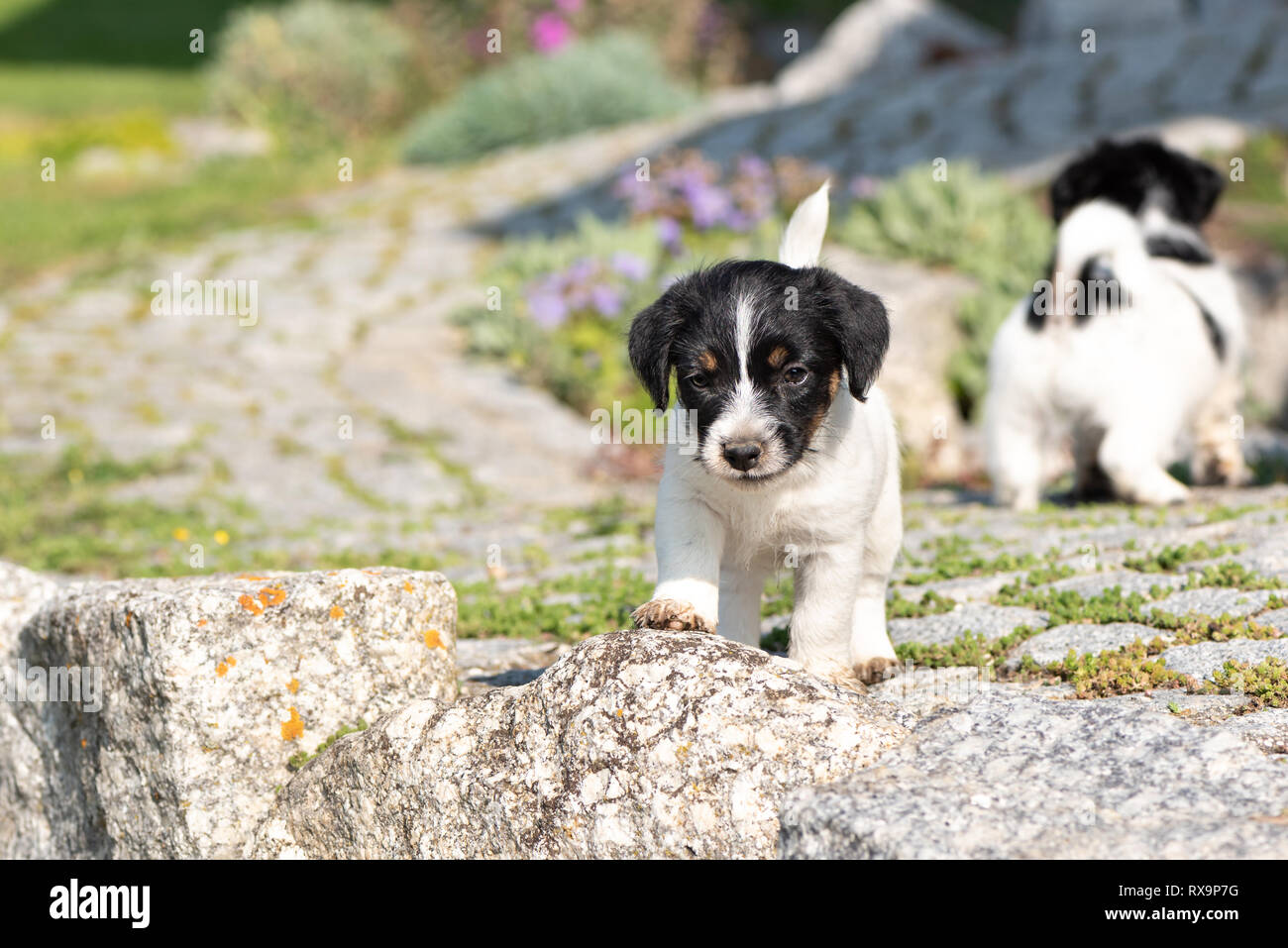 Piccolo e affascinante Jack Russell 7,5 settimane vecchio vecchio cute cane cucciolo in piedi all'aperto nel giardino in estate. Foto Stock