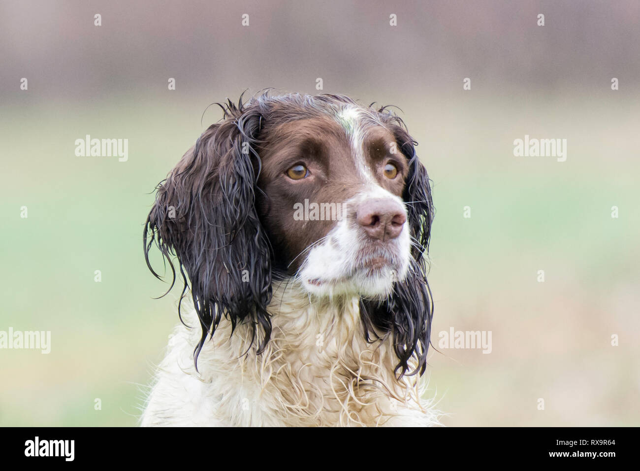 Colpo di testa di marrone e bianco springer spaniel Foto Stock